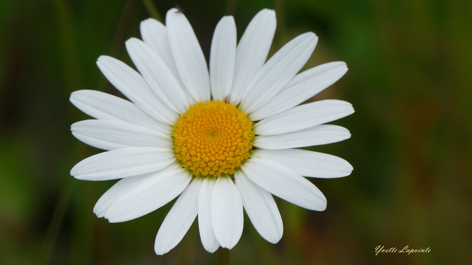 Marguerite