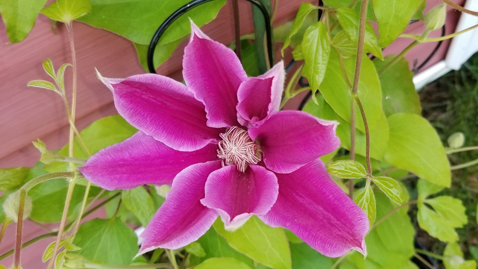 Quatrième galerie pour la fleuraison en folie!