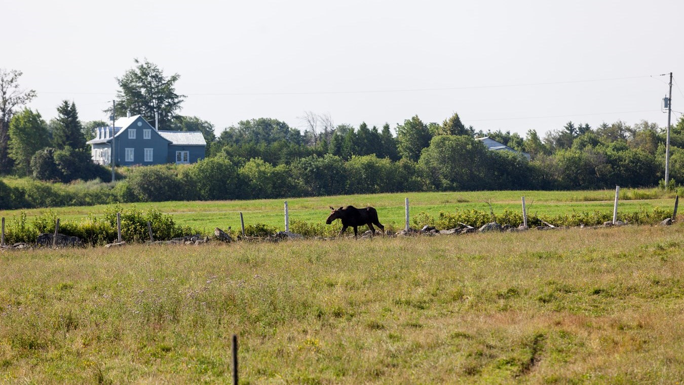 Un orignal en fuite à Saint-Victor