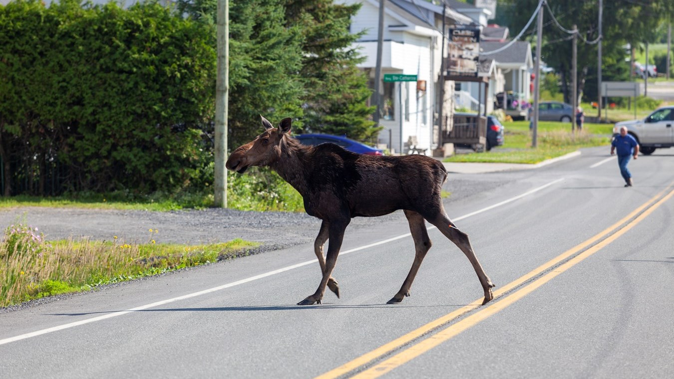 Un orignal en fuite à Saint-Victor