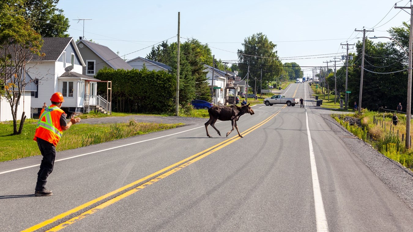 Un orignal en fuite à Saint-Victor