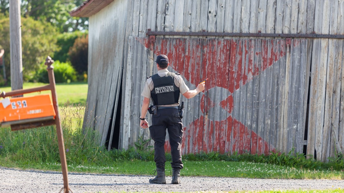 Un orignal en fuite à Saint-Victor