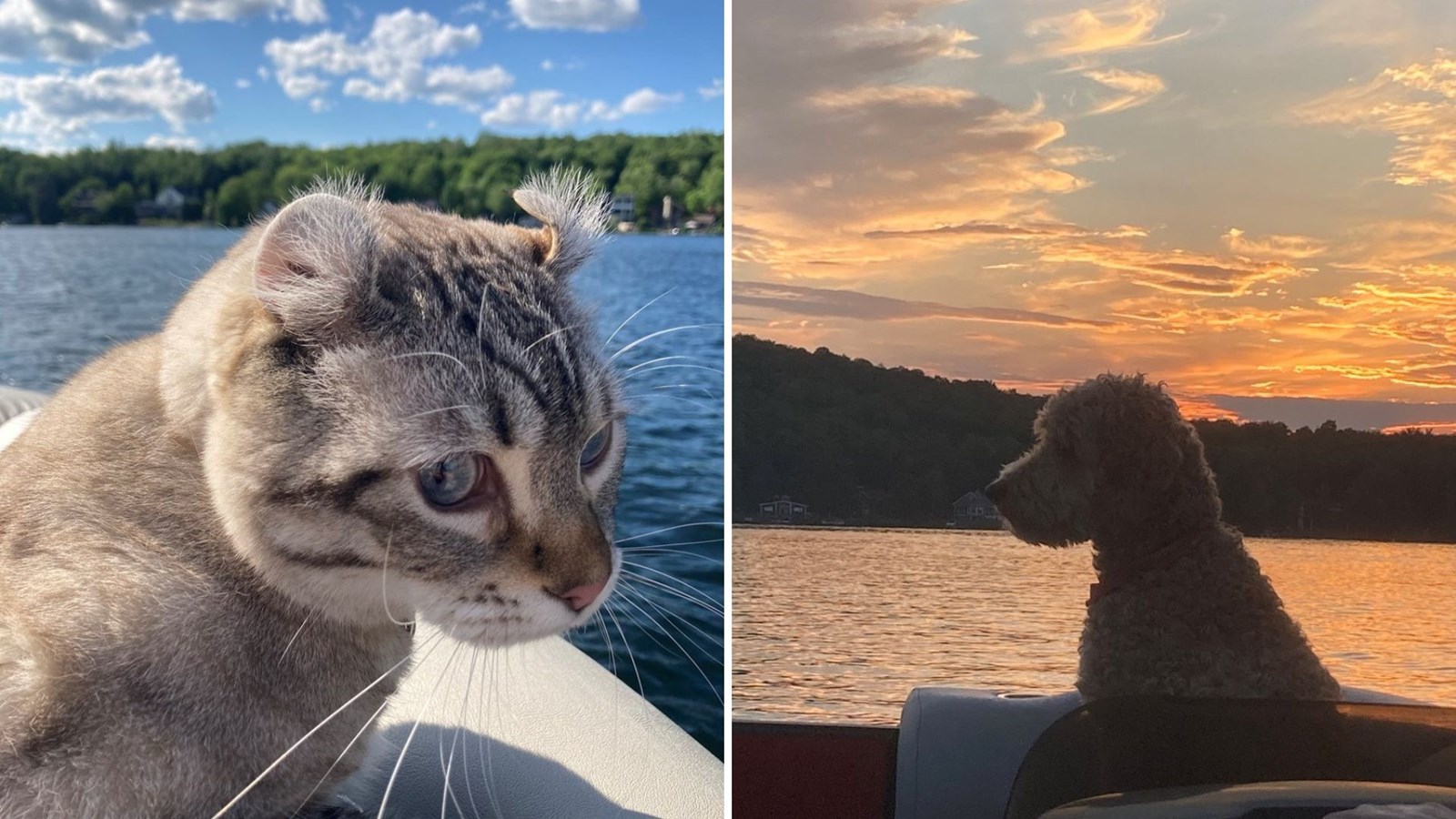 Galerie 1 : vos animaux en vacances