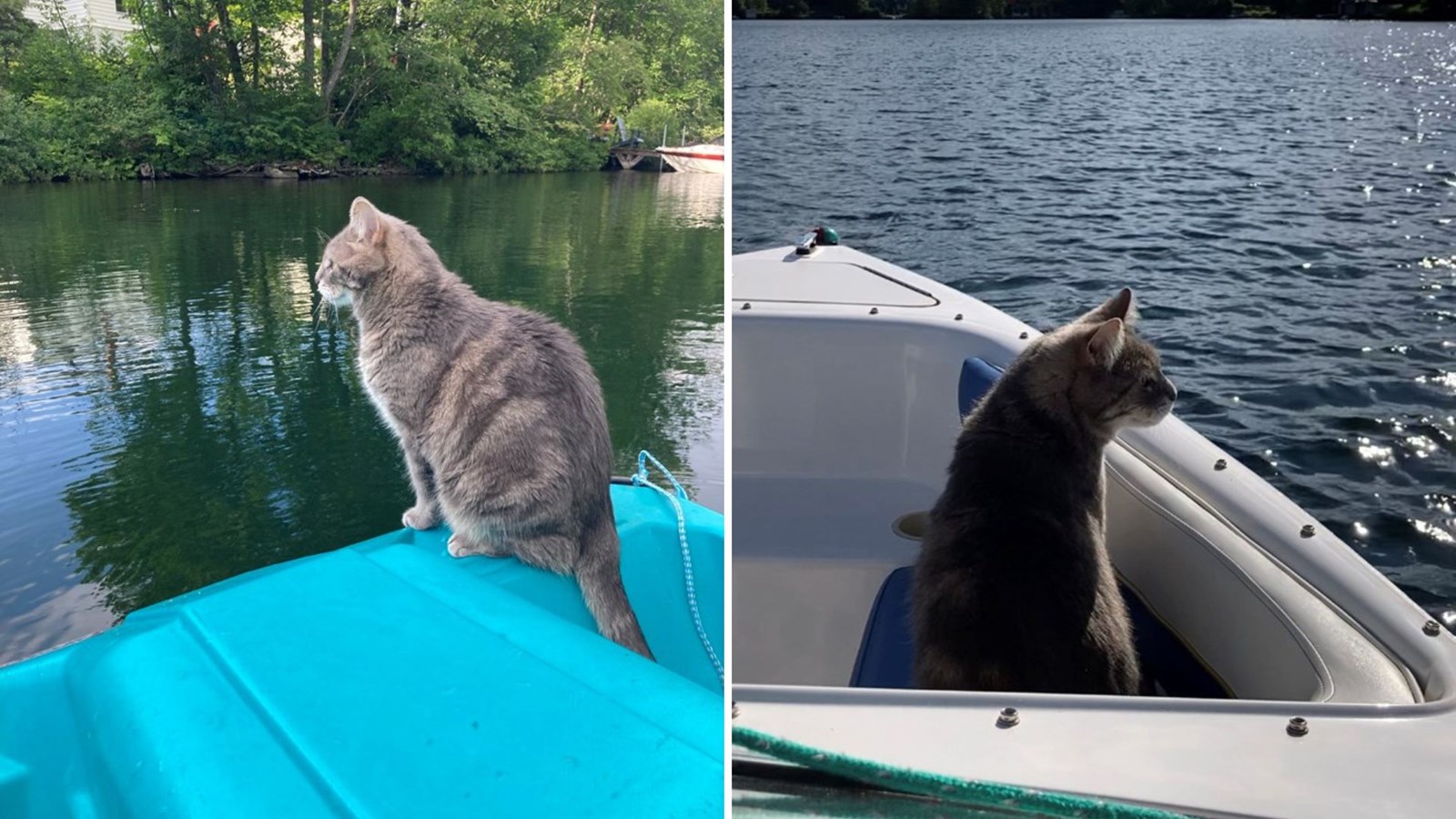 Galerie 1 : vos animaux en vacances