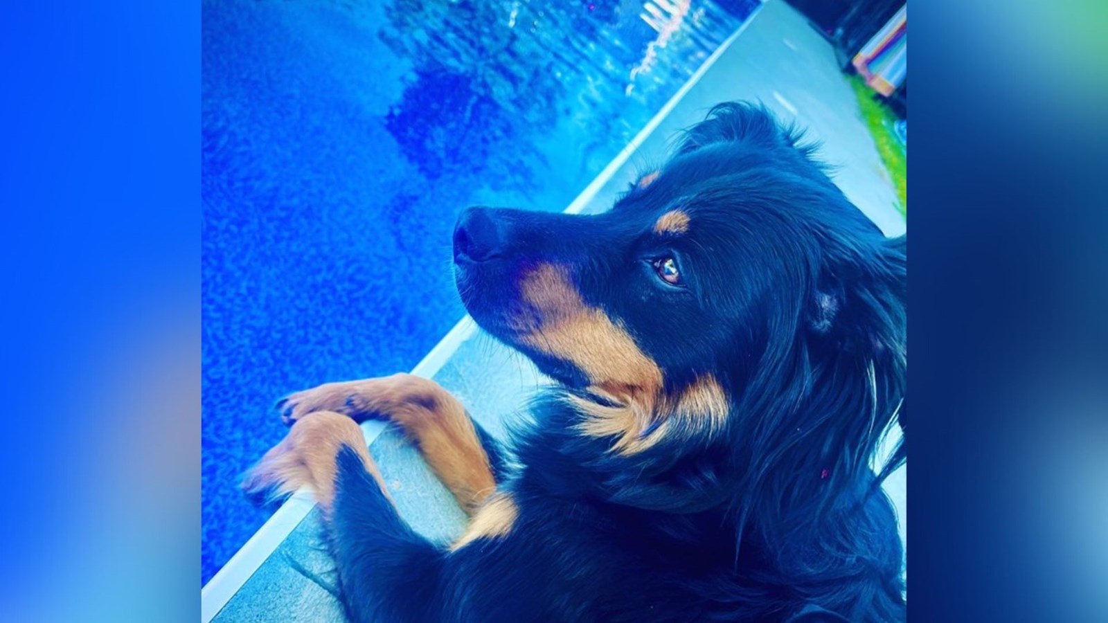 Galerie 2 : vos animaux en vacances
