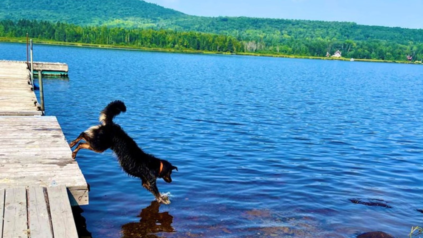 Galerie 2 : vos animaux en vacances