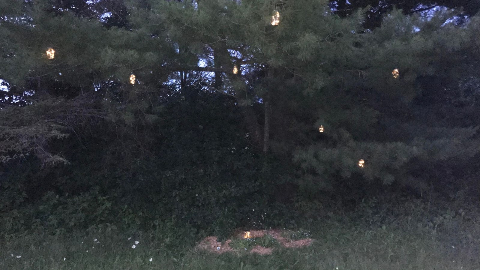 Le jardin à Ariel: un hommage aux animaux disparus à Saint-Prosper