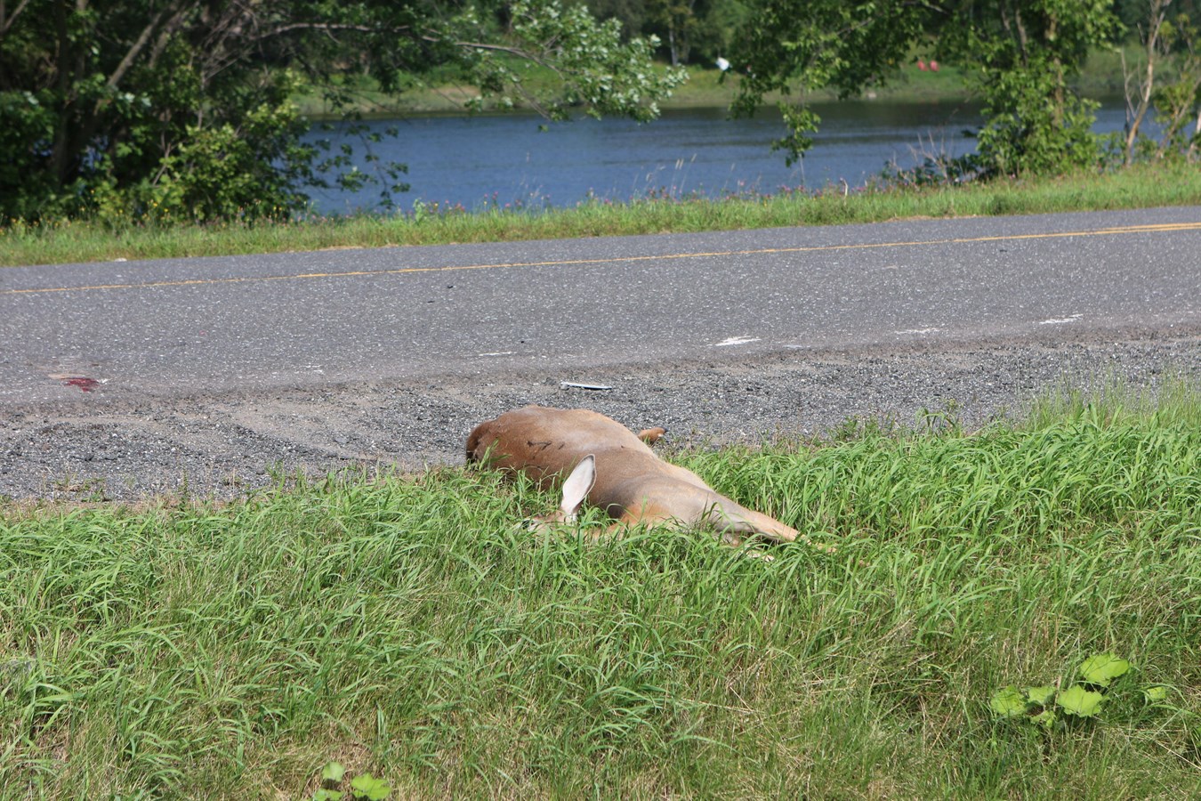 Un véhicule percute un chevreuil à Saint-Bernard