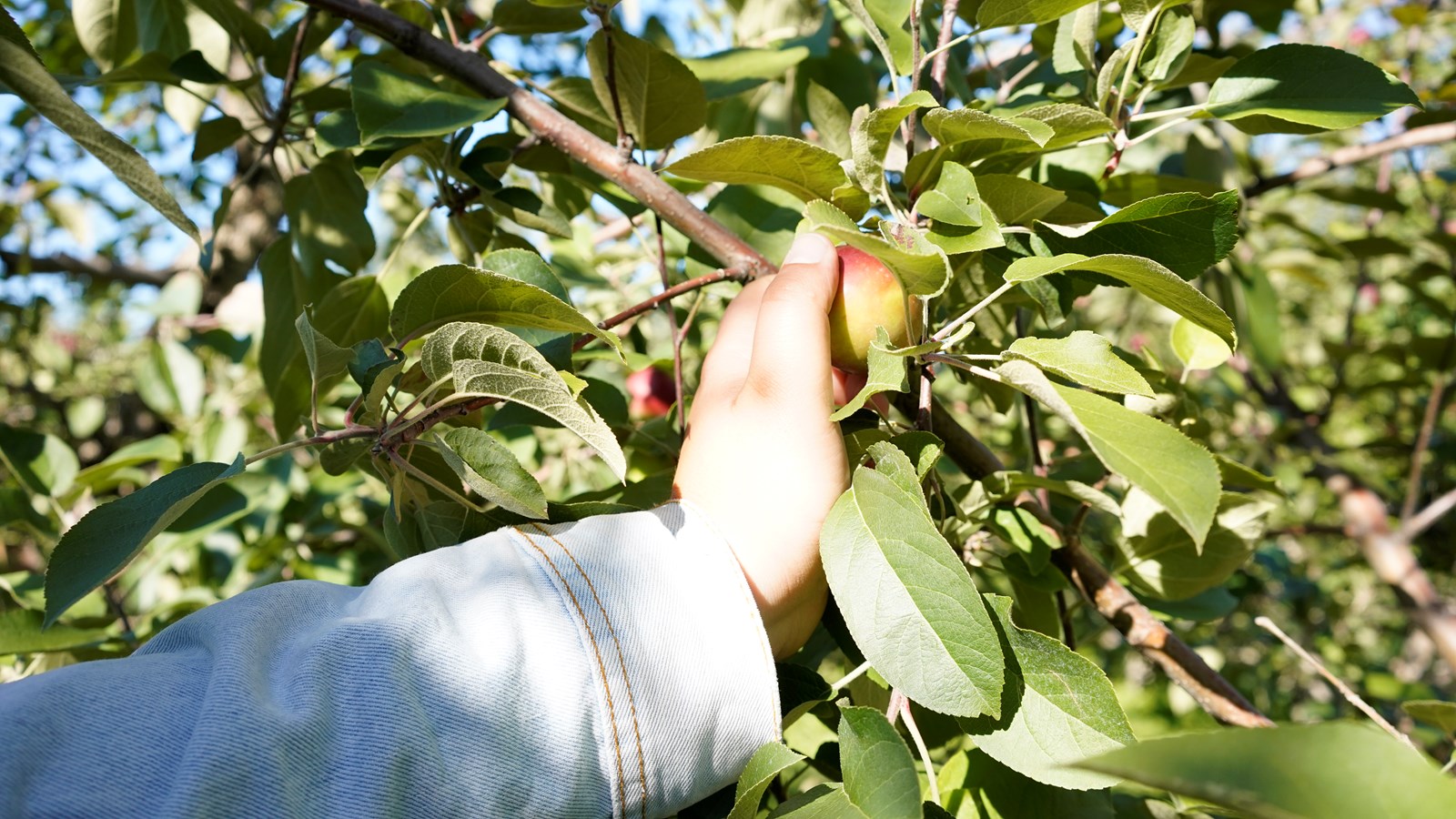 Appel photo: le temps des pommes chez les Beaucerons