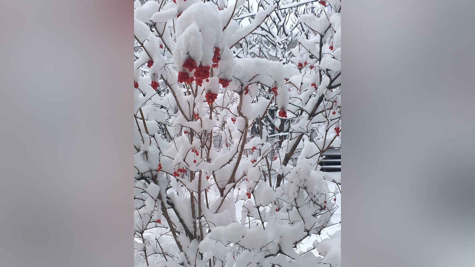 Galerie 1 : vos paysages hivernaux