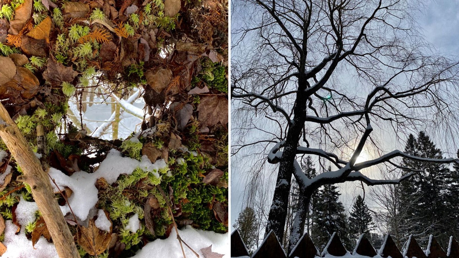 Galerie 2 : vos paysages hivernaux