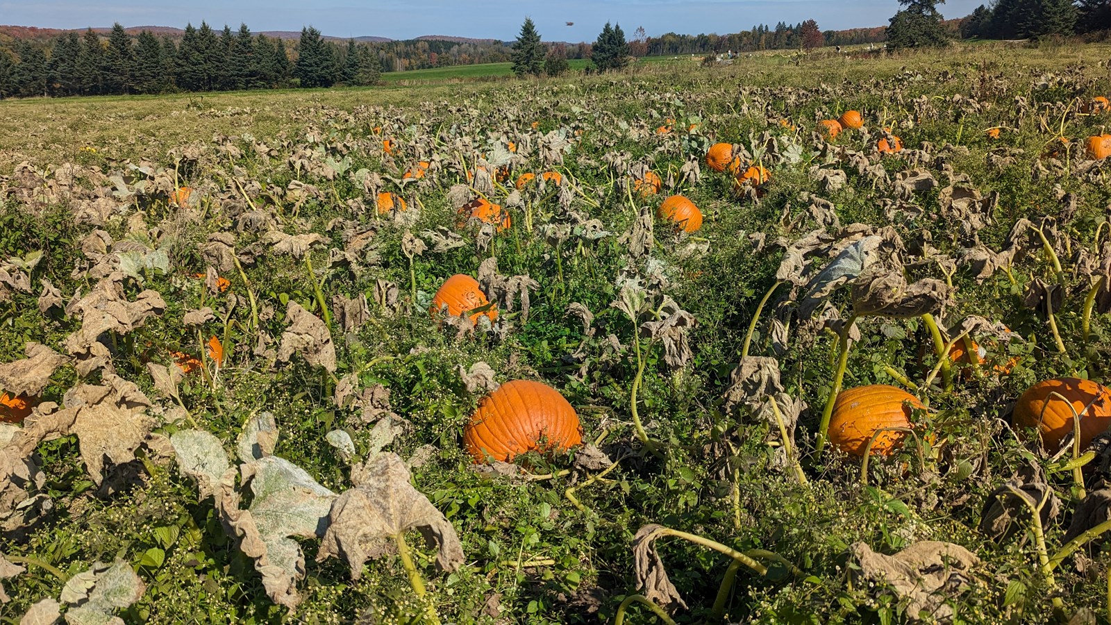Appel photo: l'automne aux milles couleurs