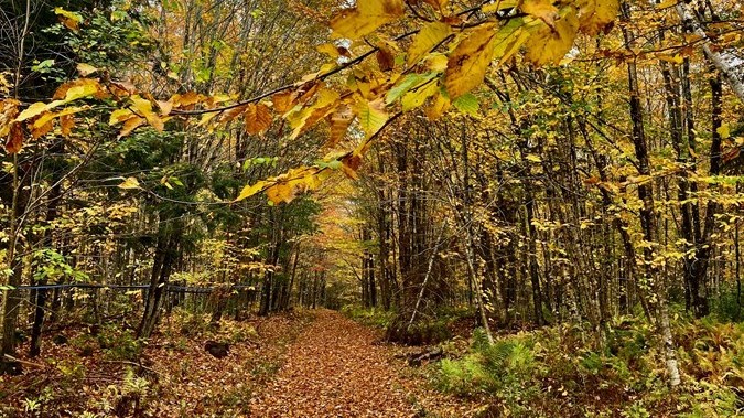 Galerie 1: l'automne aux mille couleurs
