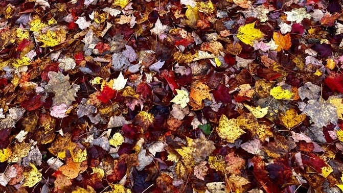Galerie 1: l'automne aux mille couleurs
