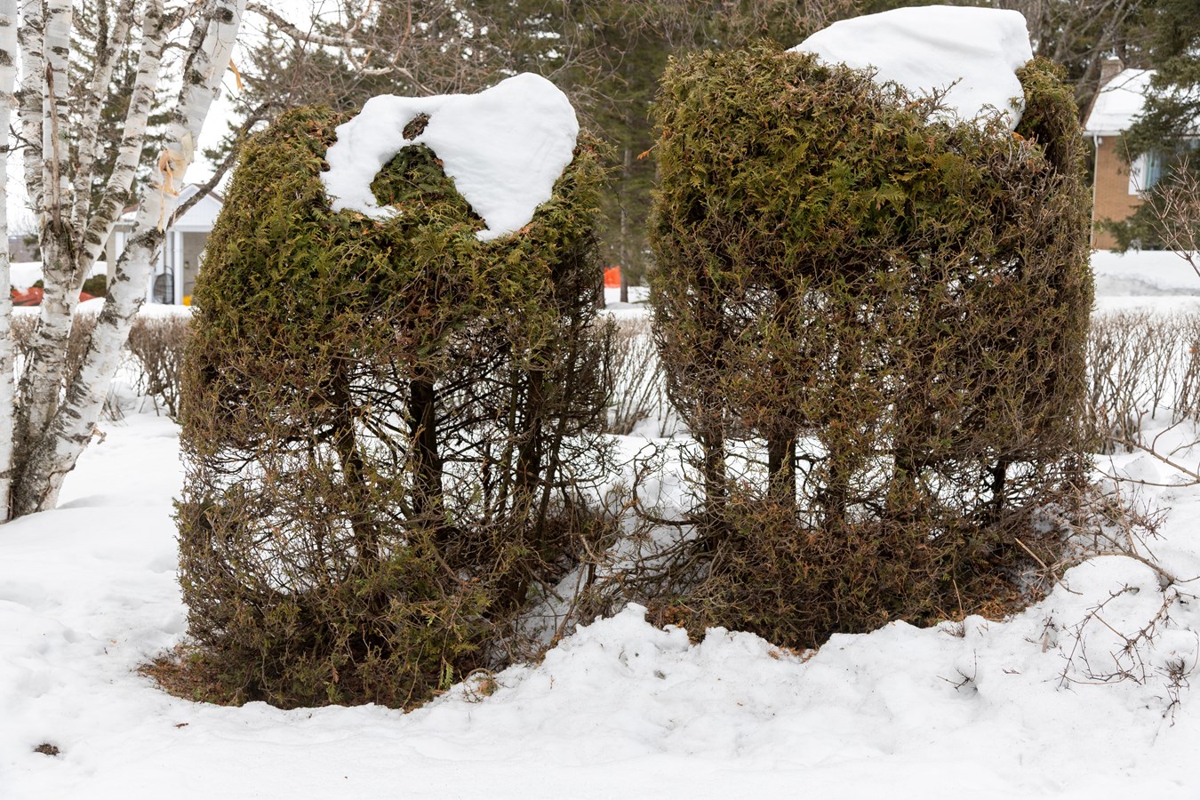 Les chevreuils dérangent à Saint-Georges