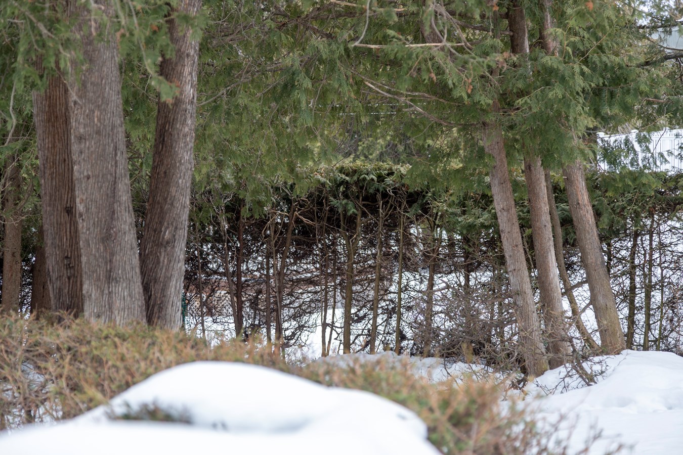 Les chevreuils dérangent à Saint-Georges