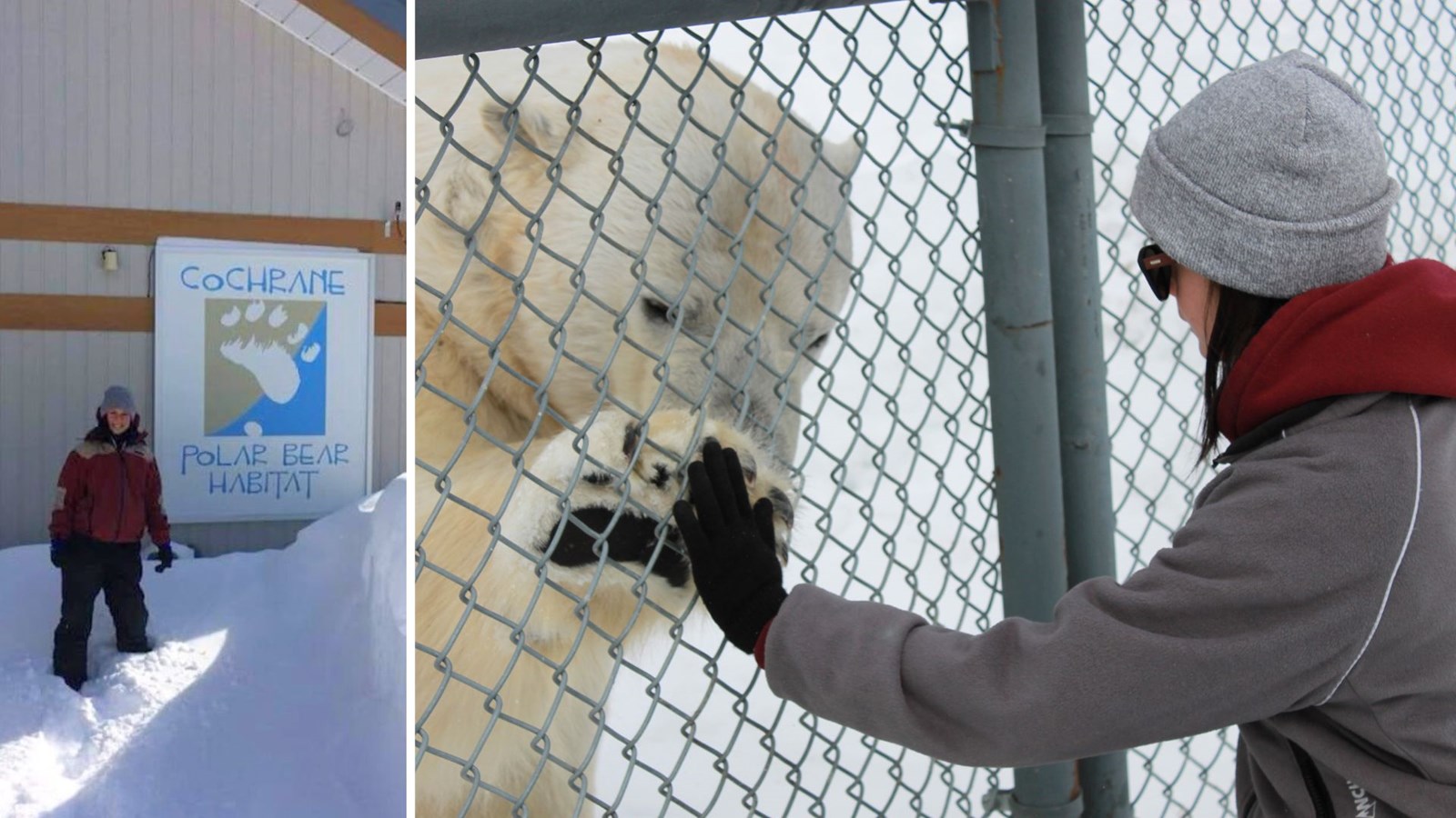 Expérience à Cochrane Polar Bear Habitat