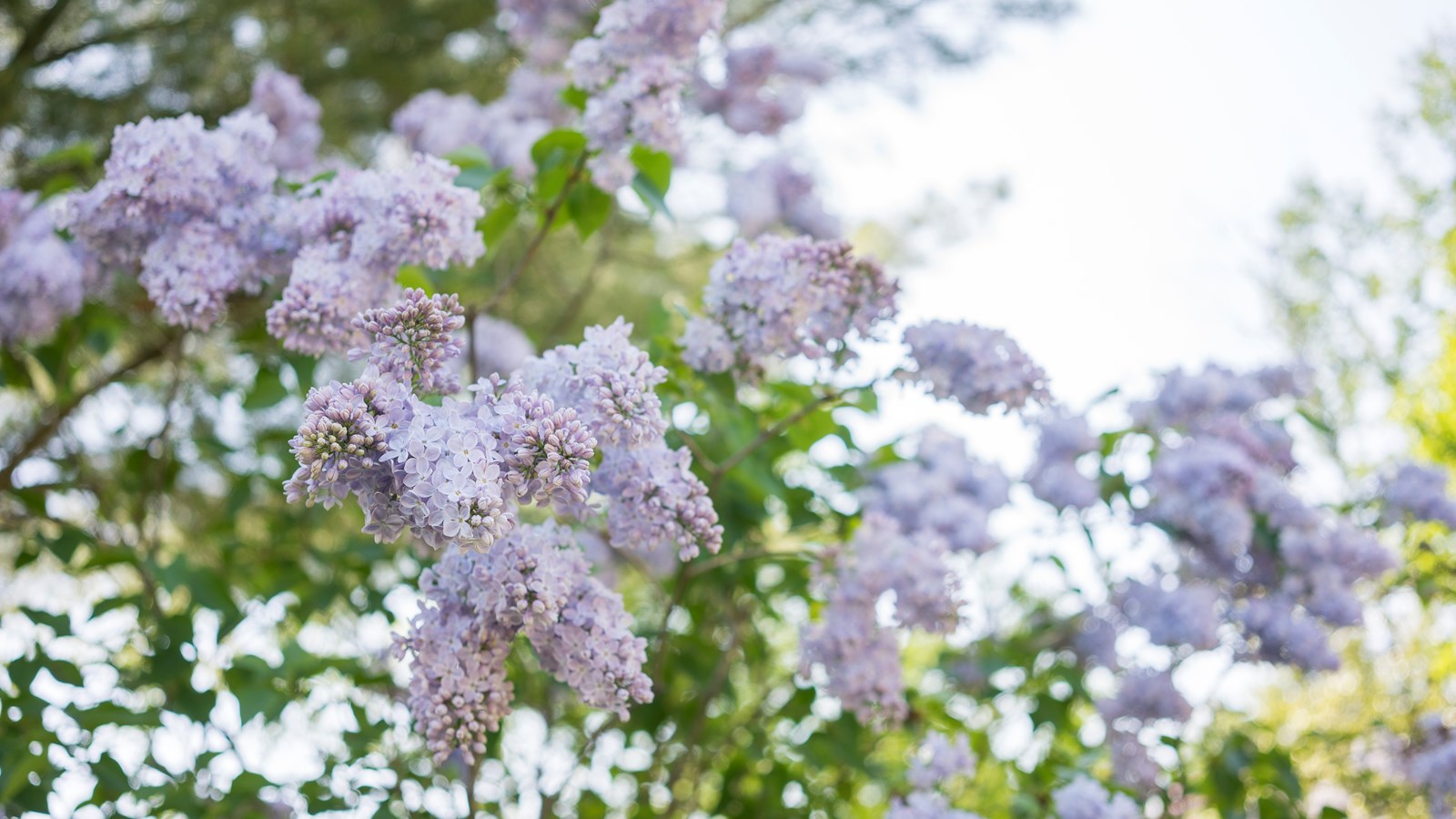 Les lilas sont en fleurs!