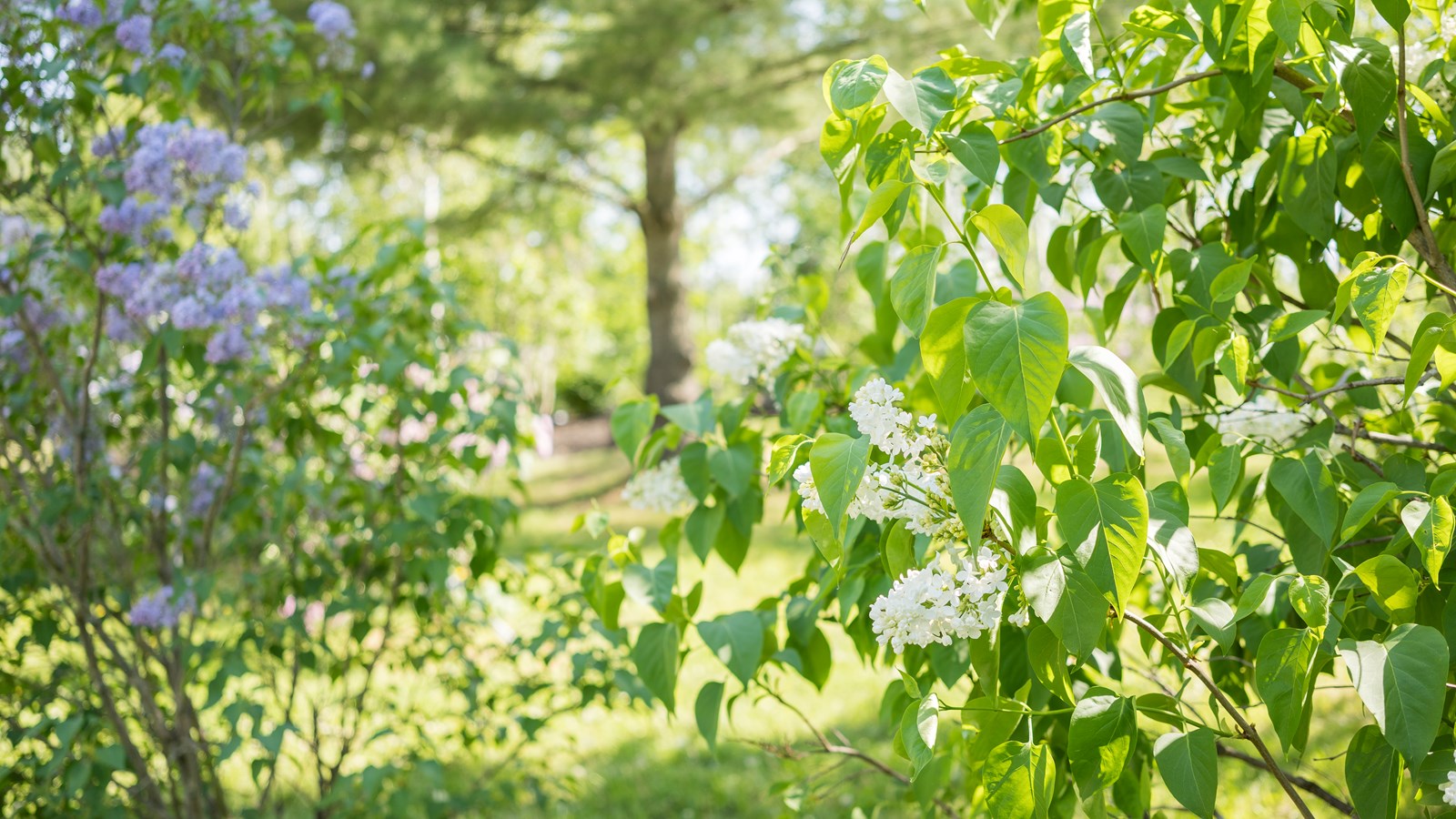 Les lilas sont en fleurs!