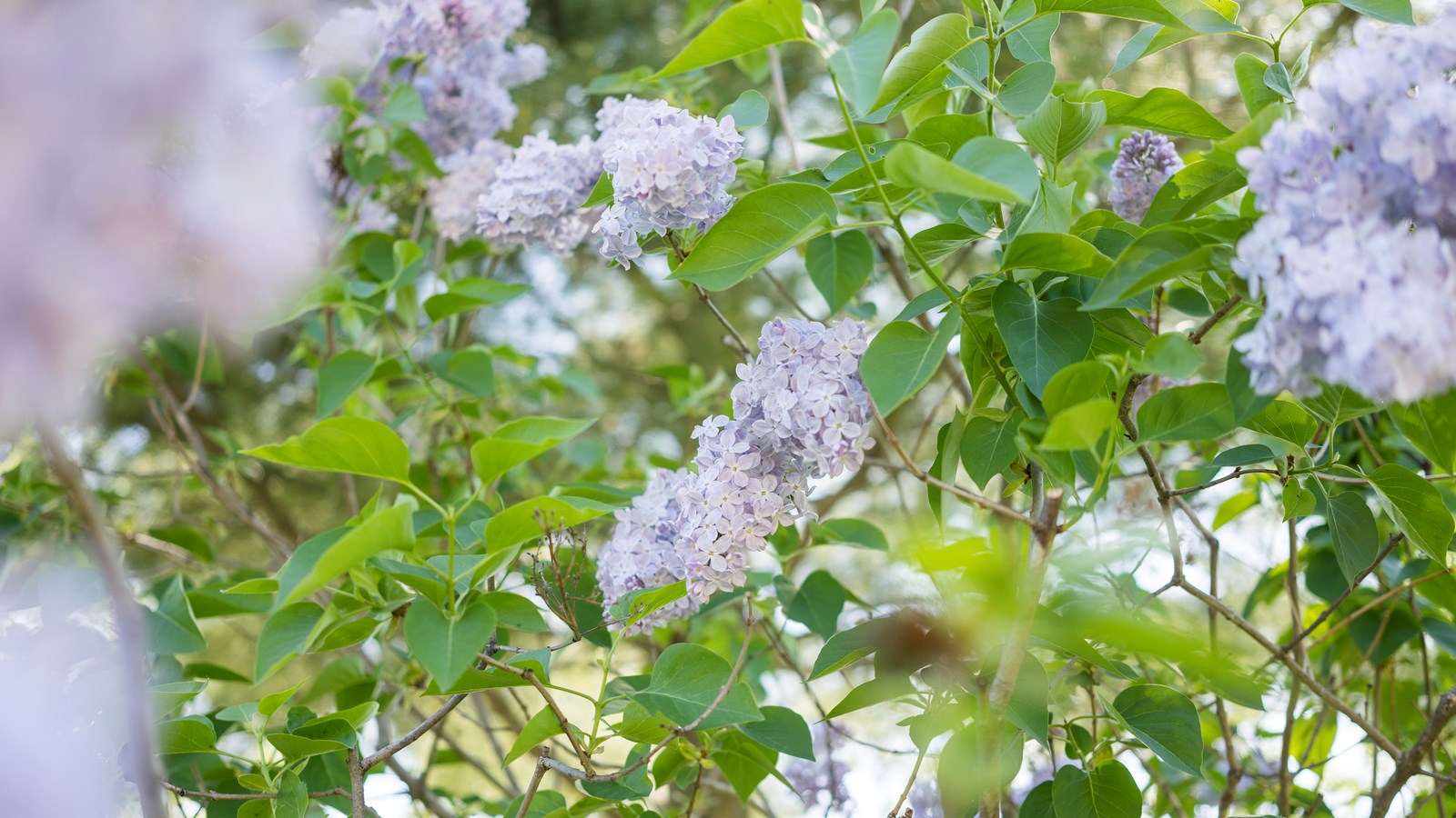 Les lilas sont en fleurs!
