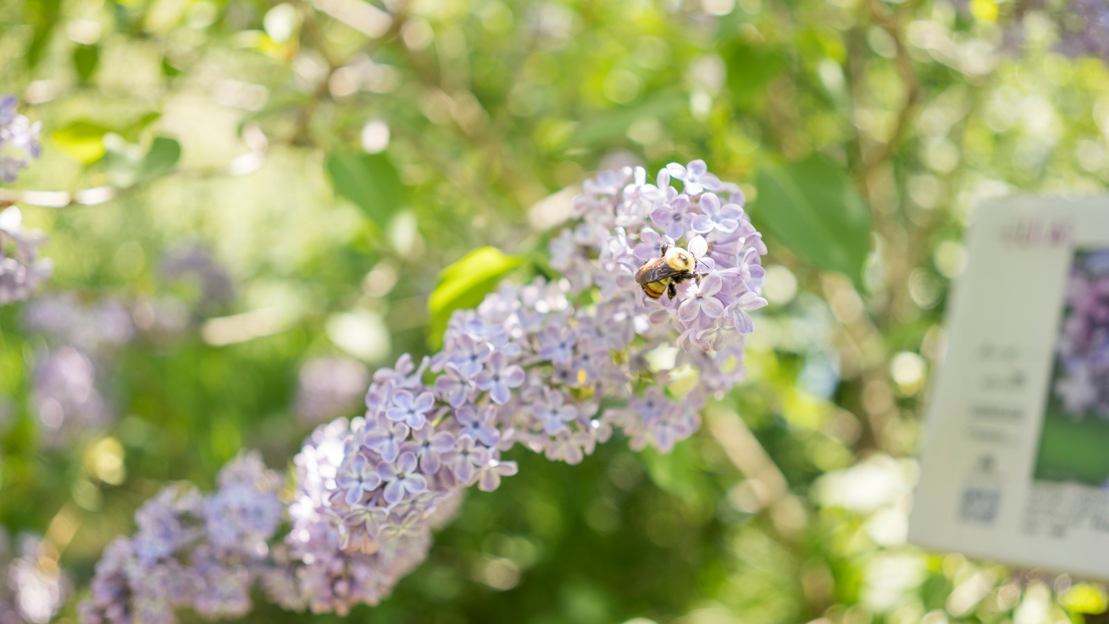 Les lilas sont en fleurs!