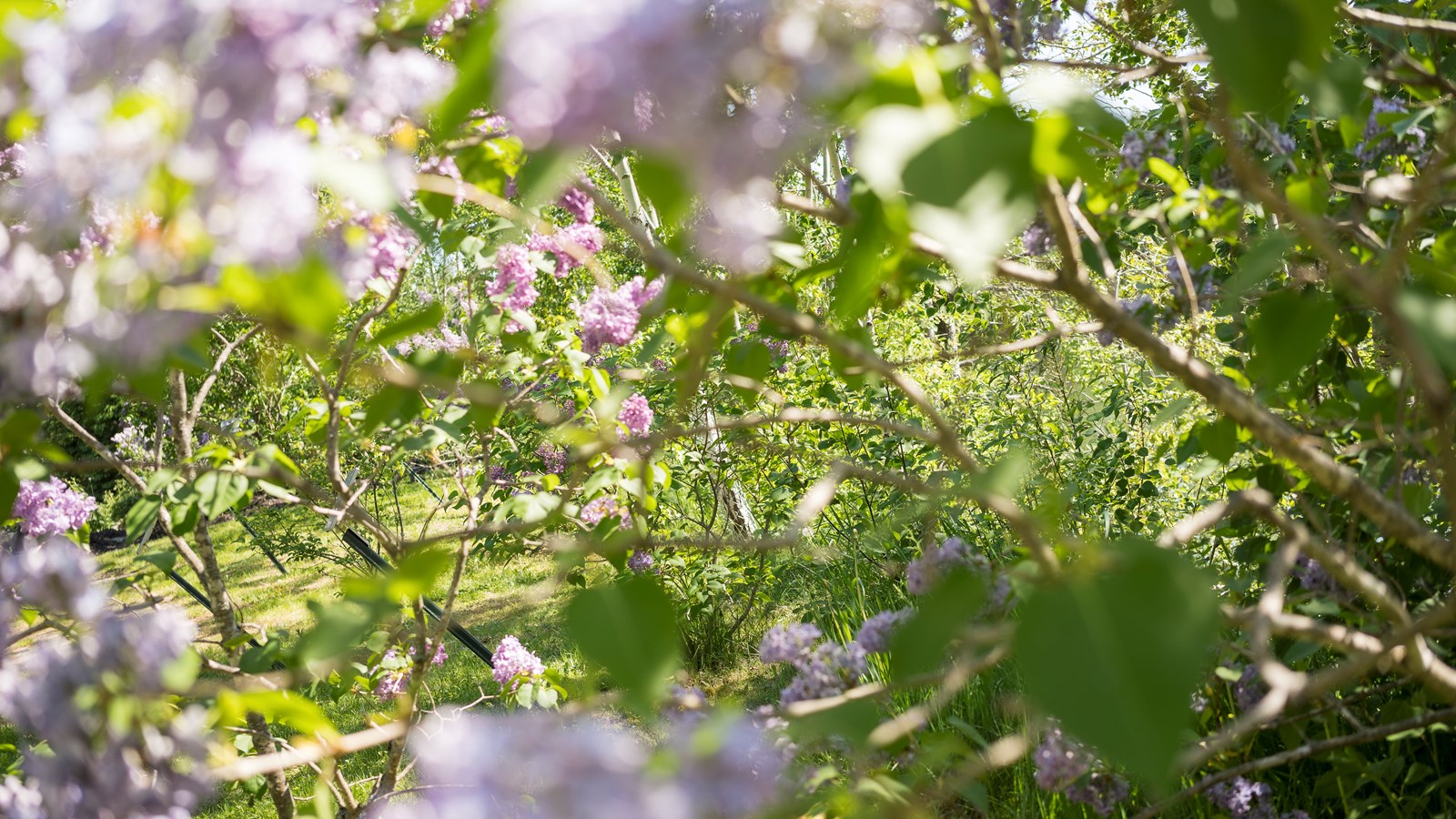 Les lilas sont en fleurs!