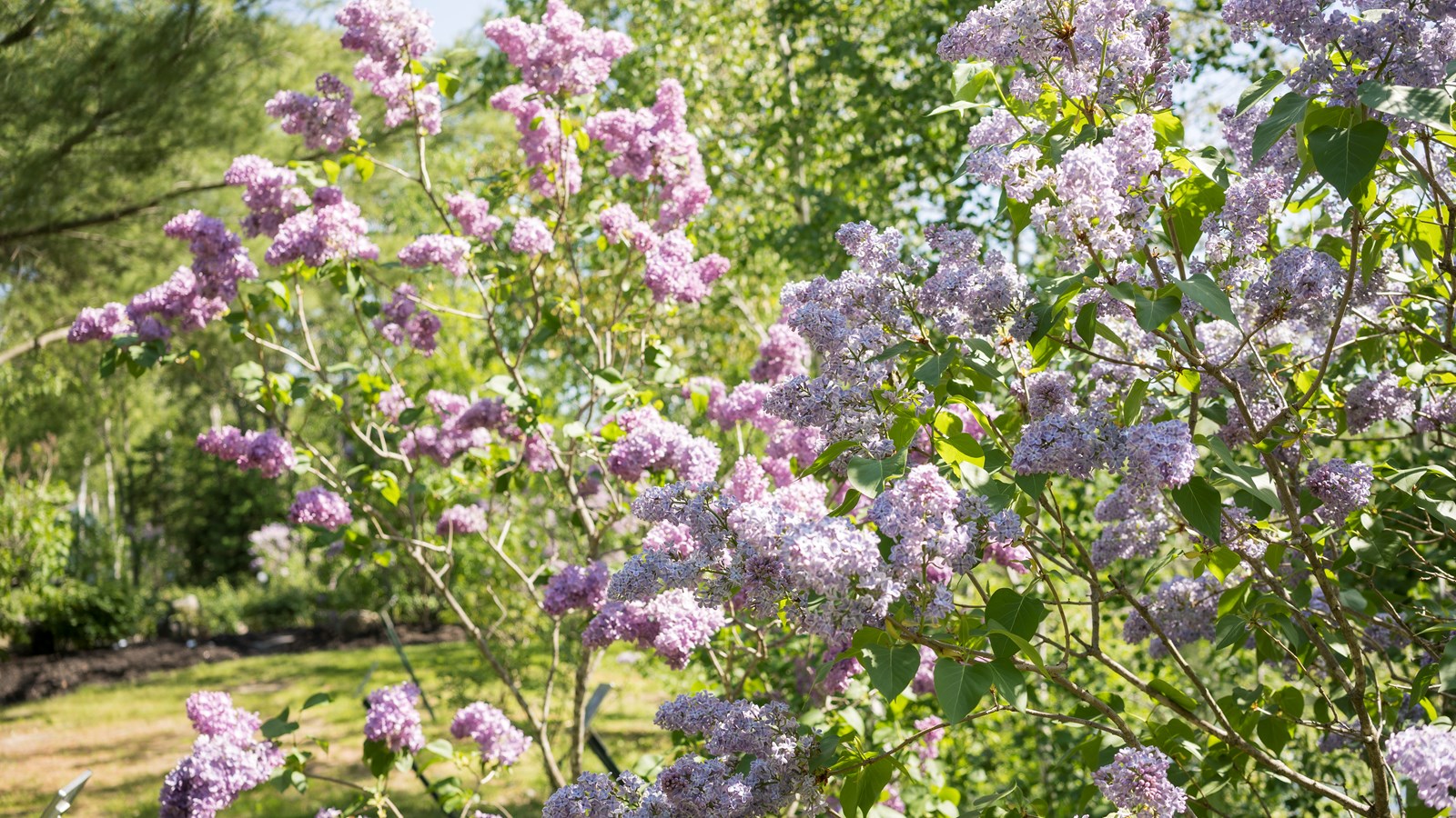 Les lilas sont en fleurs!