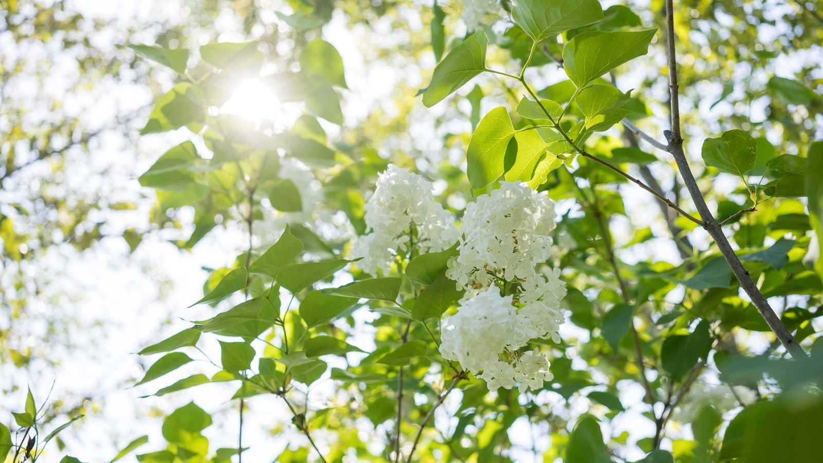 Les lilas sont en fleurs!