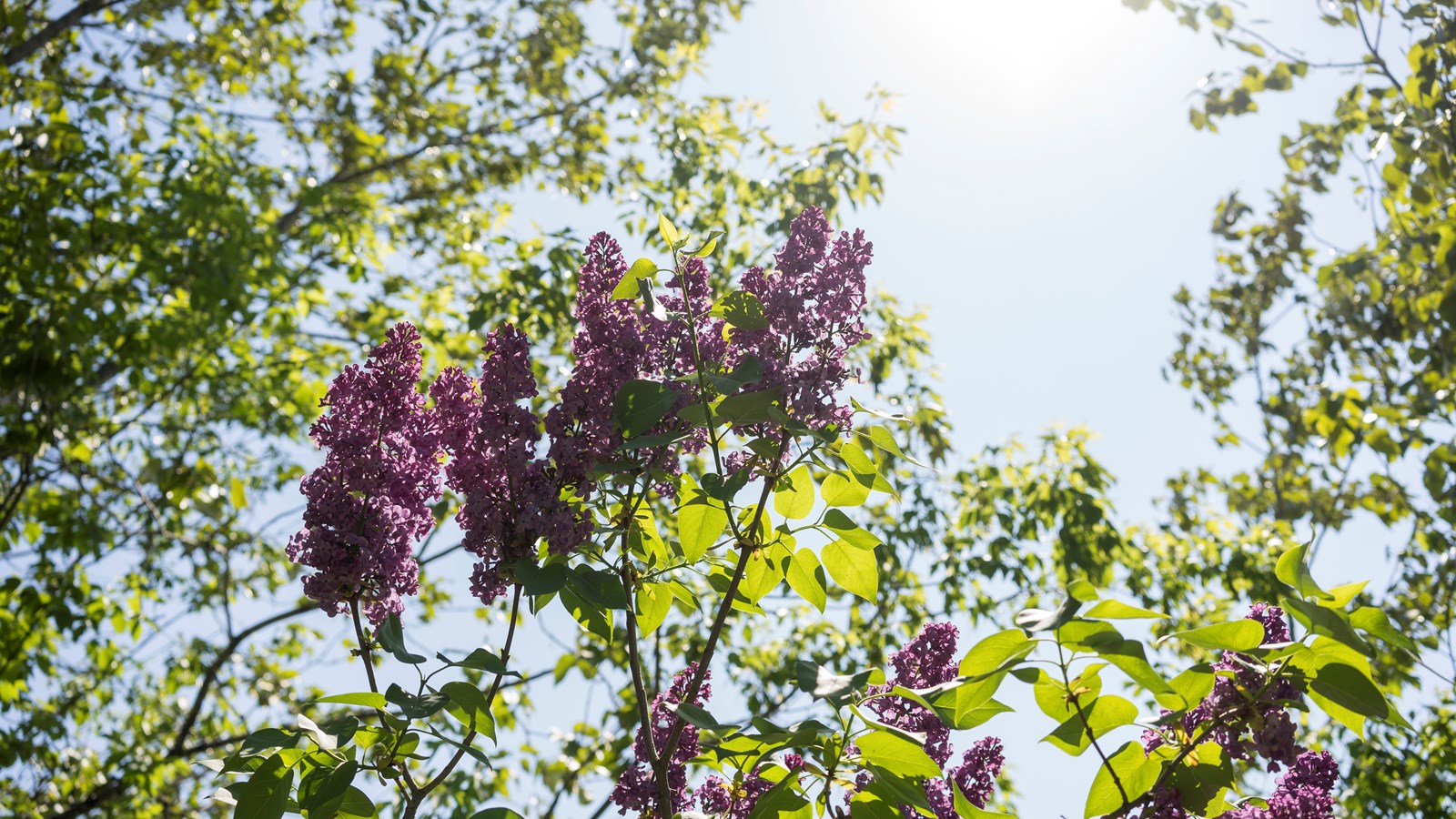 Les lilas sont en fleurs!