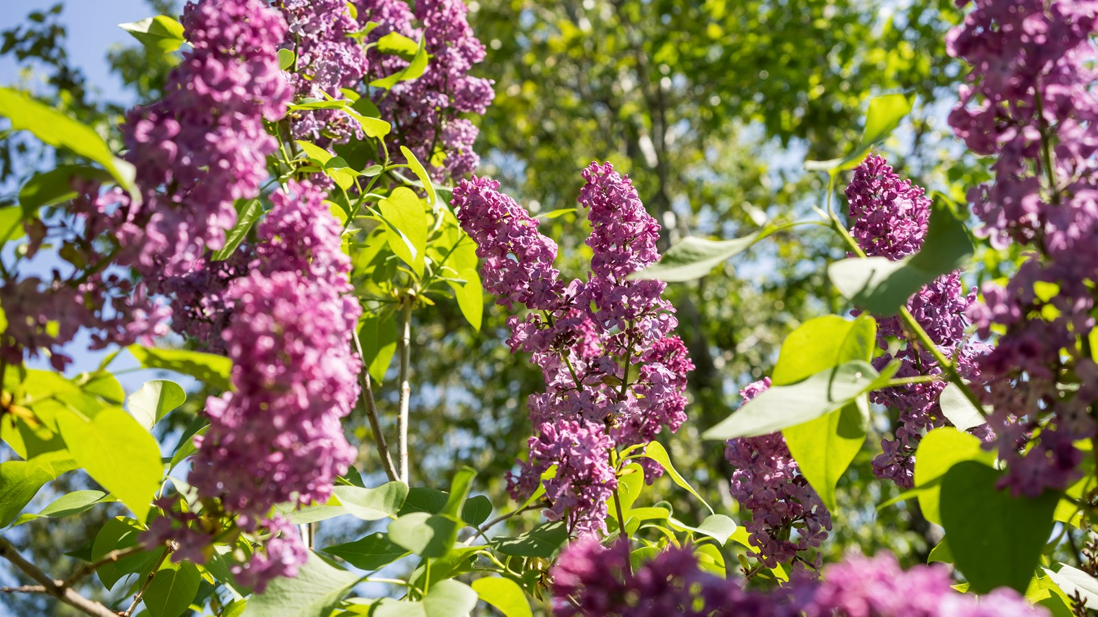 Les lilas sont en fleurs!