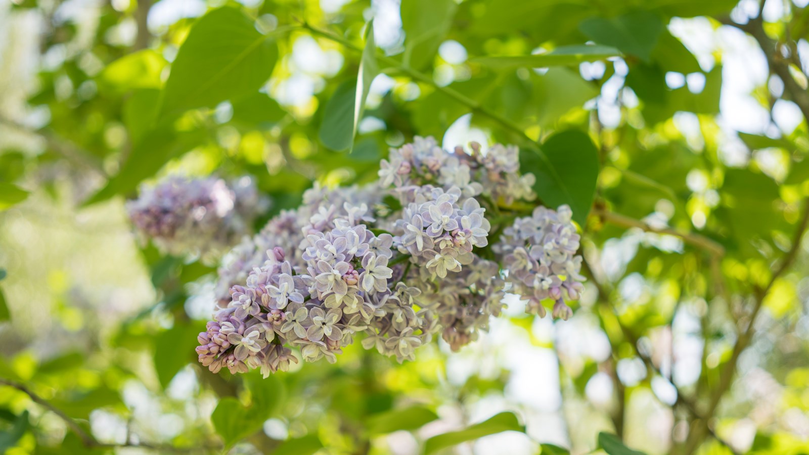 Les lilas sont en fleurs!