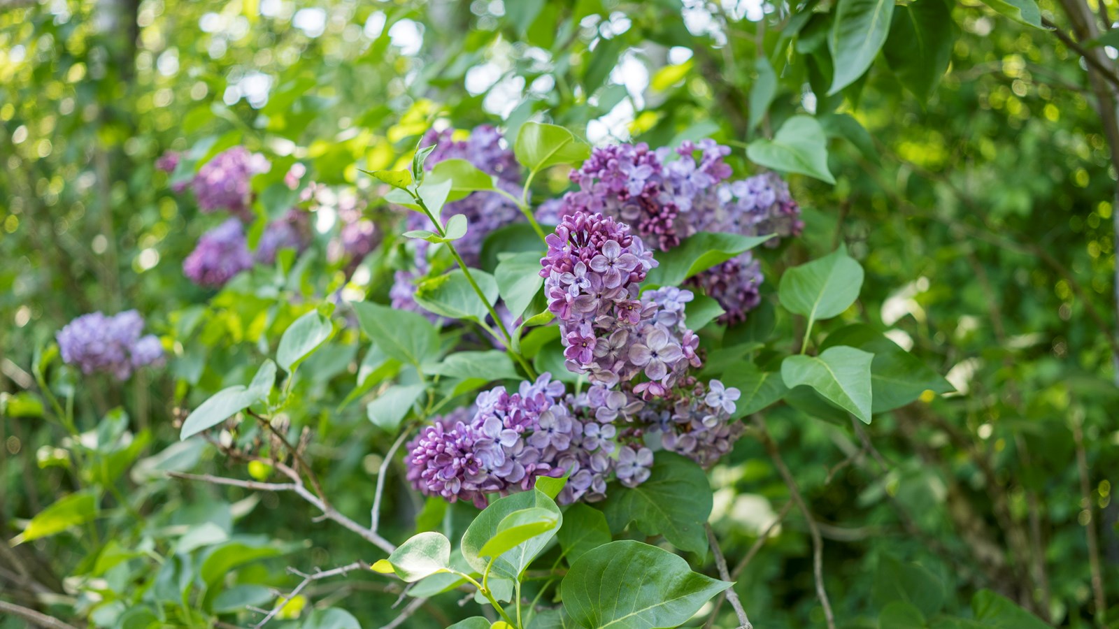 Les lilas sont en fleurs!