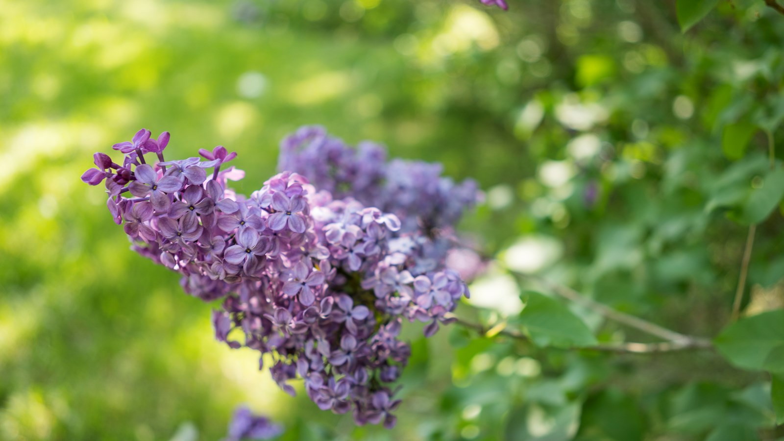 Les lilas sont en fleurs!
