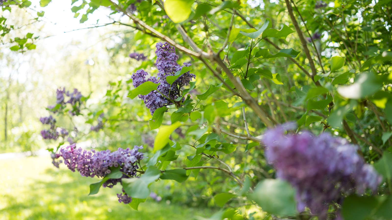 Les lilas sont en fleurs!