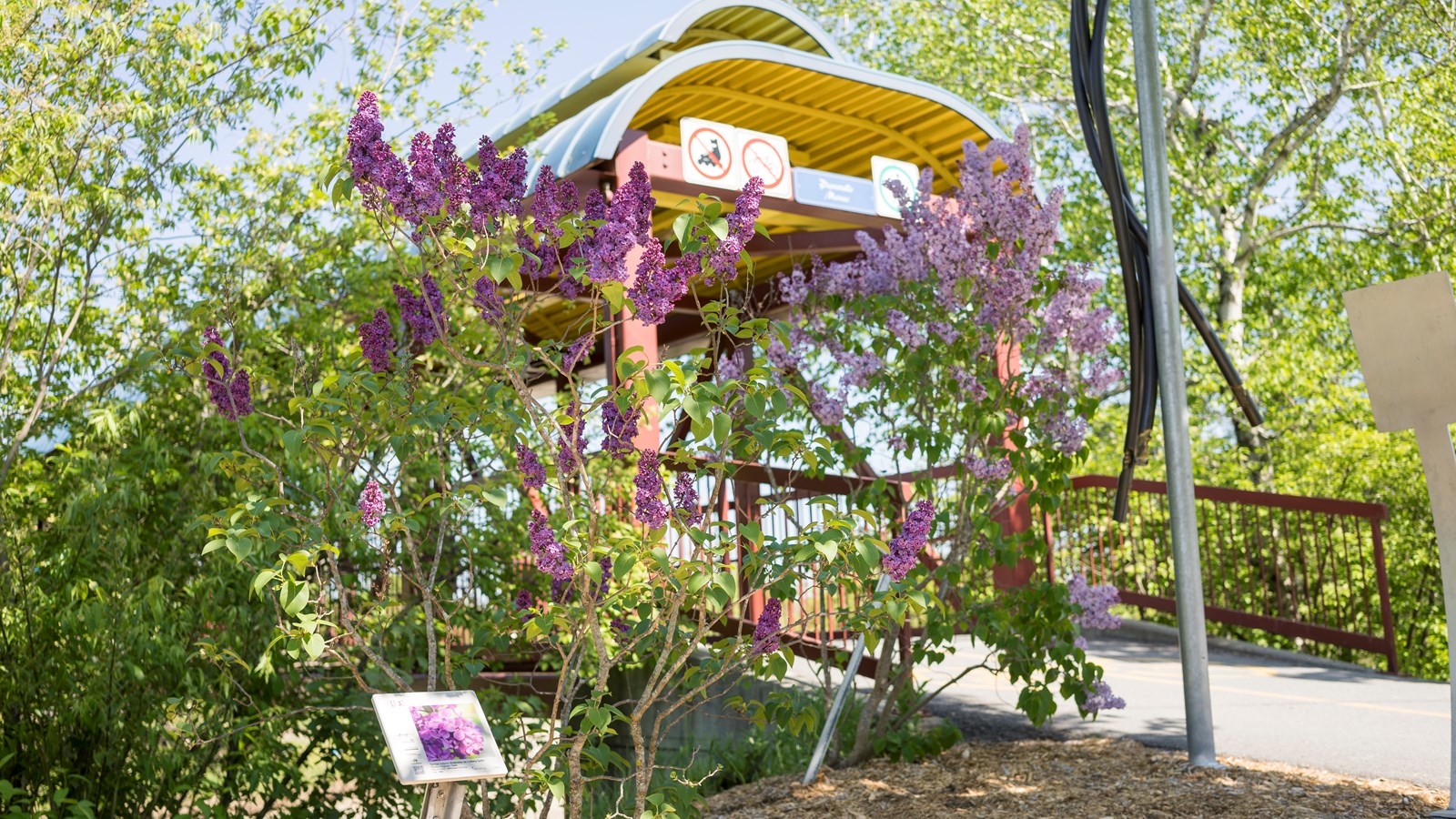 Les lilas sont en fleurs!