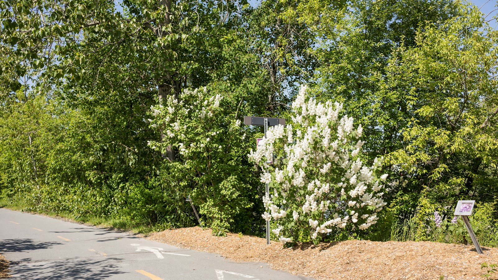 Les lilas sont en fleurs!