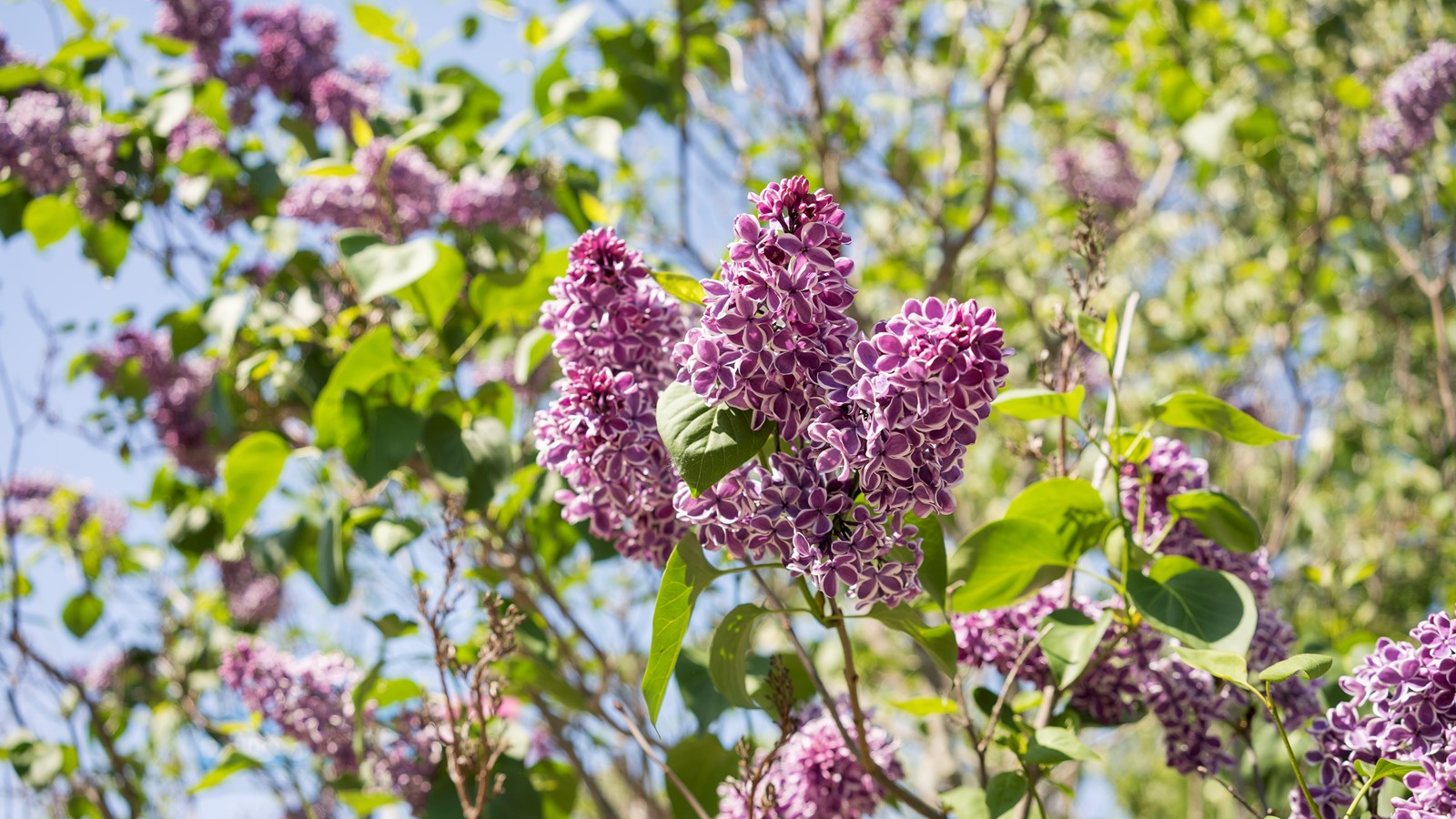 Les lilas sont en fleurs!
