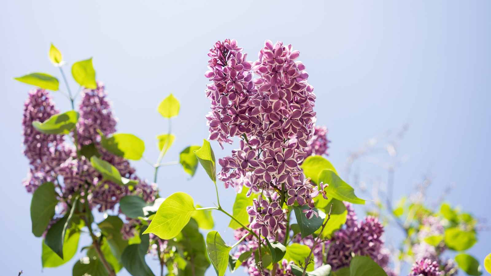 Les lilas sont en fleurs!