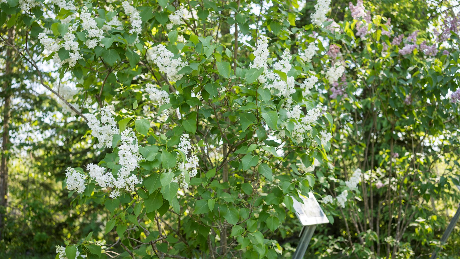 Les lilas sont en fleurs!