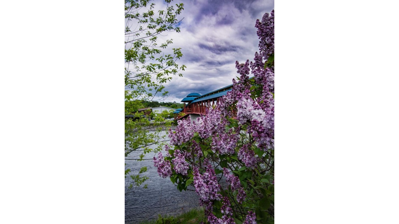 Galerie 2: la fleuraison en Beauce