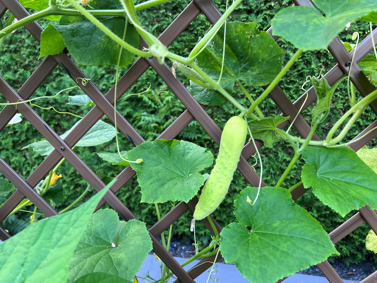 Appel photo: vos jardins et vos fleurs