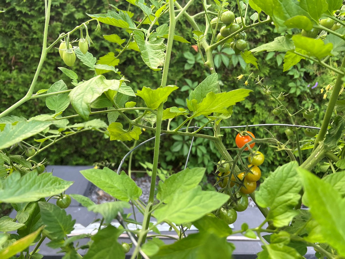 Appel photo: vos jardins et vos fleurs