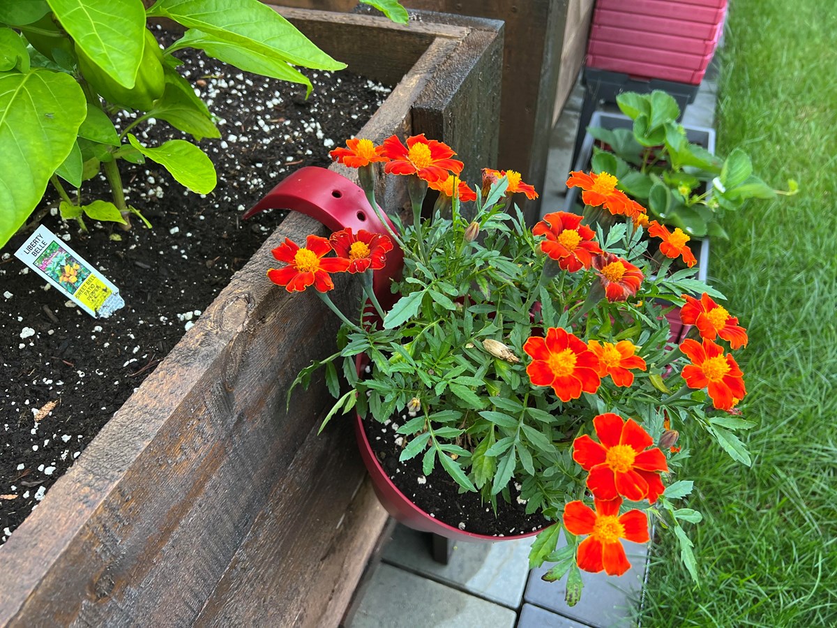 Appel photo: vos jardins et vos fleurs