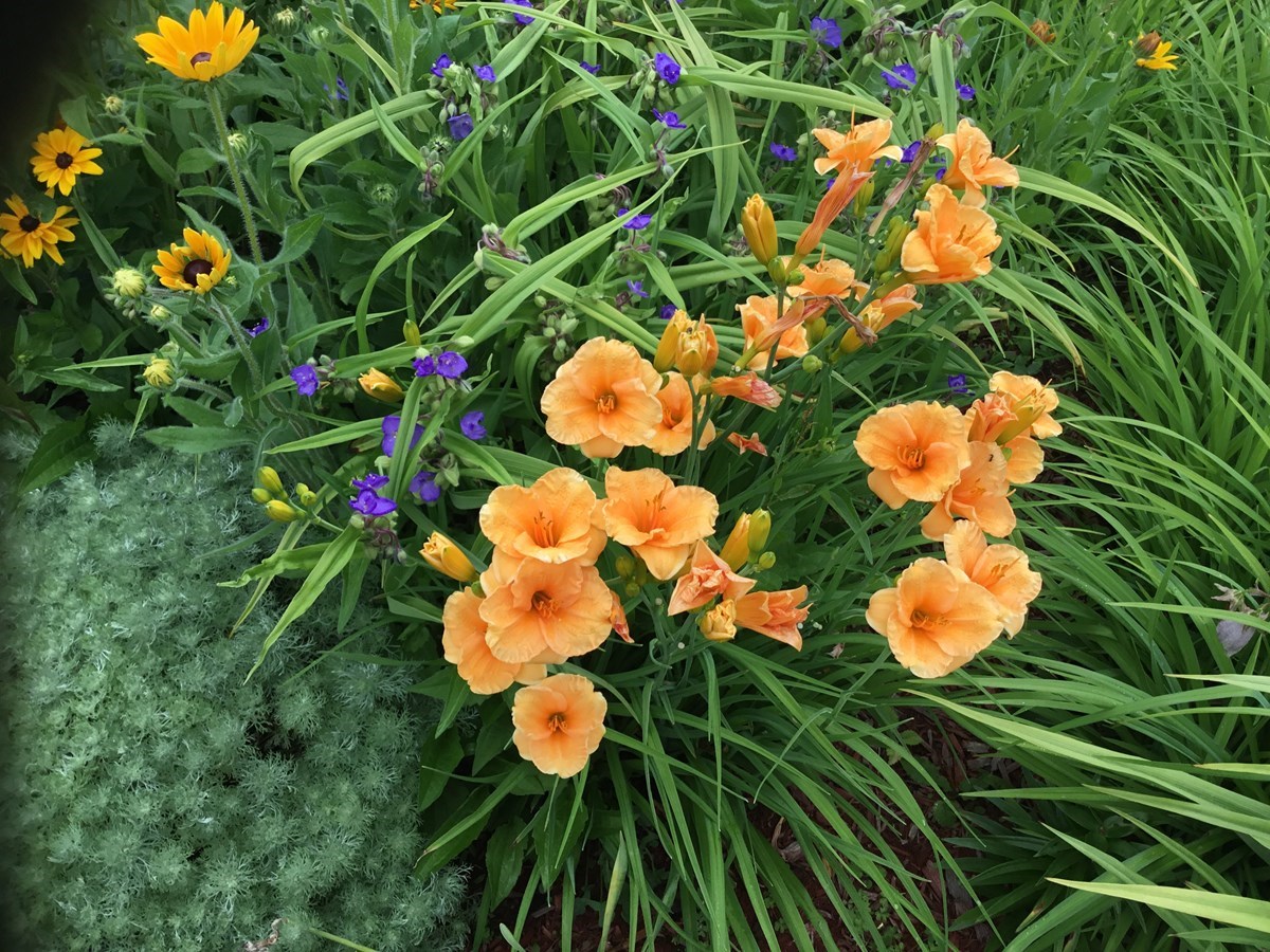 Galerie 1: vos jardins et vos fleurs