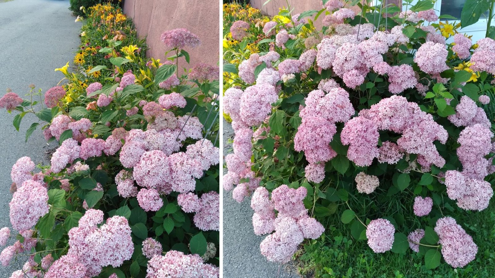 Galerie 1: vos jardins et vos fleurs