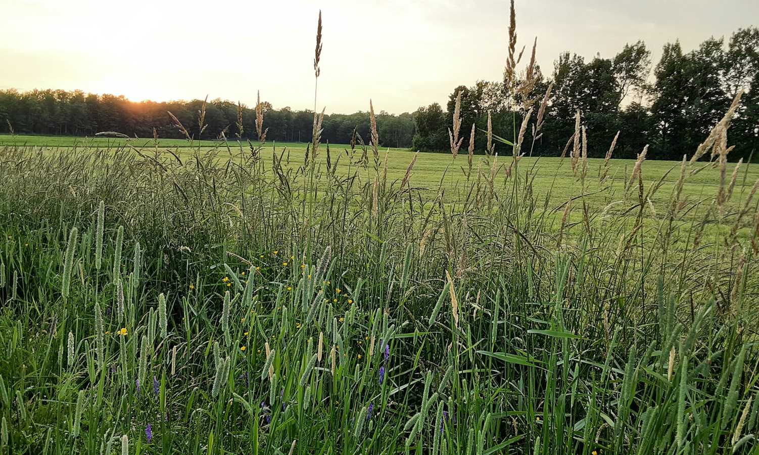 Galerie 3: la Beauce en été