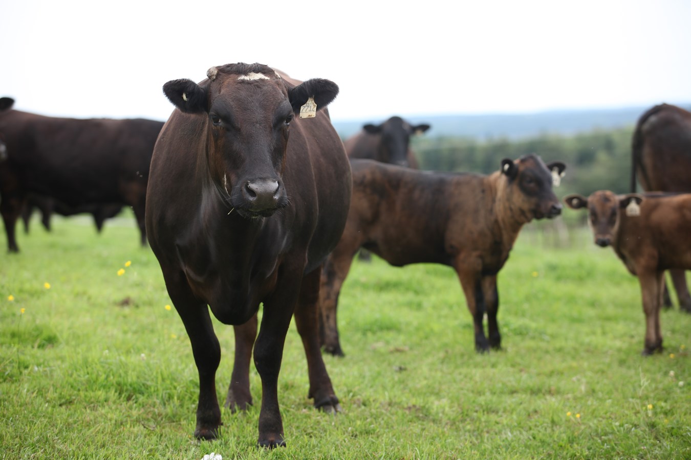 Des images de l'été en Beauce