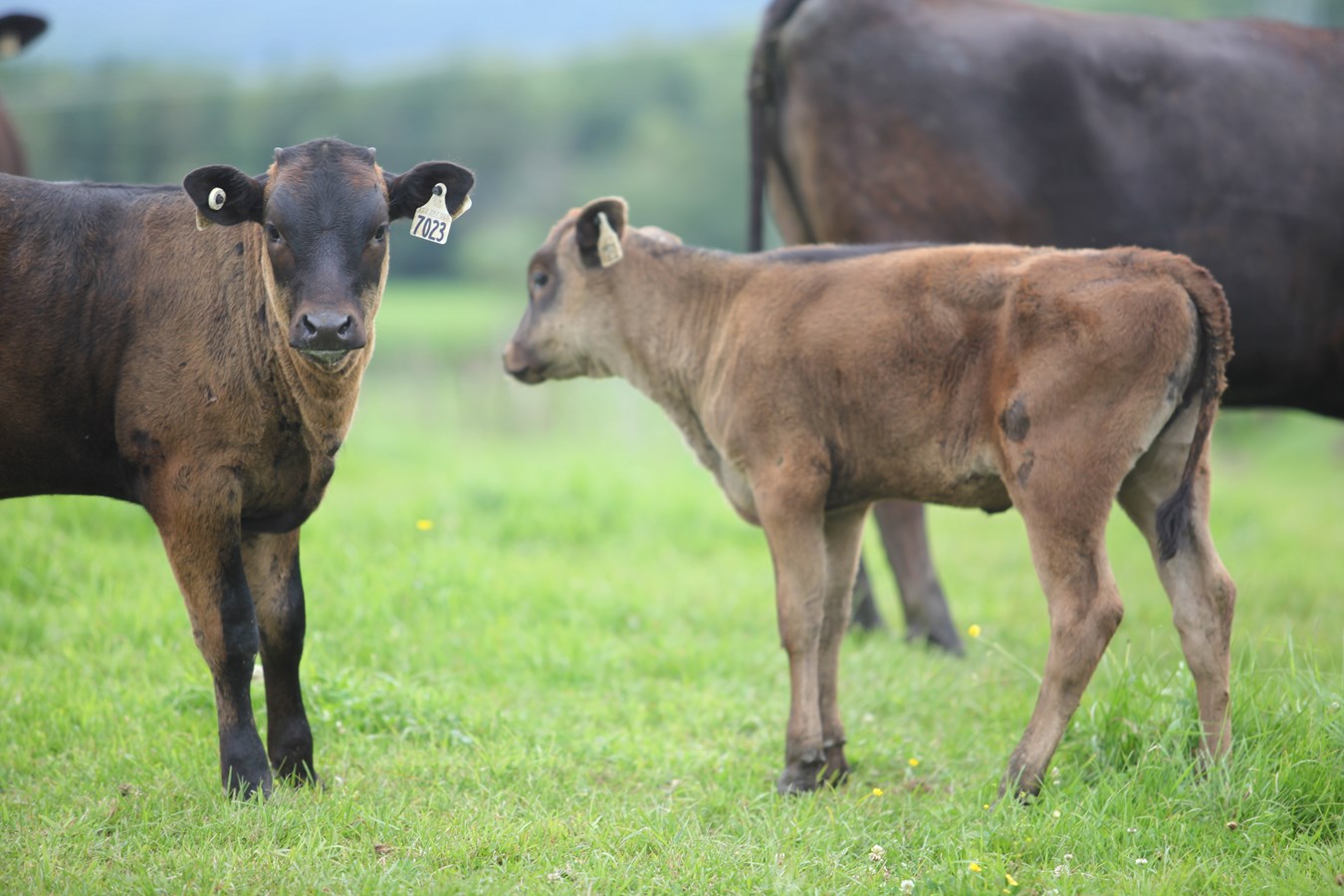 Des images de l'été en Beauce