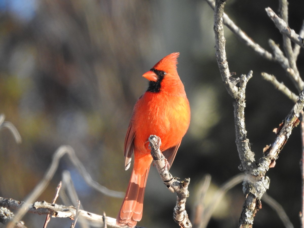 Il y avait un cardinal rouge en prime avec les jaseurs.