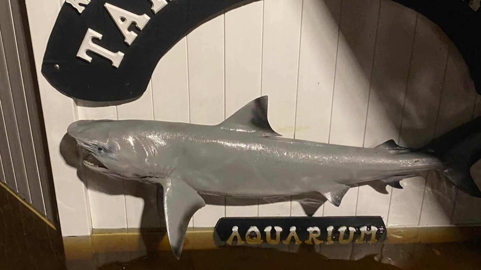 Ironiquement, l'eau a endommagé le commerce de Grant Konger, qui est un aquarium.